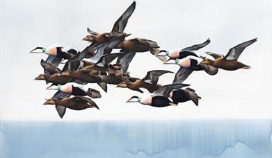 Axel Thorenfeldt - Ærfugl