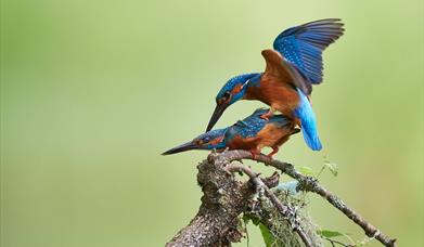Isfuglen gjør mer enn å fiske (foto: Kjell Arild Dokka)