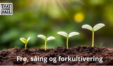 Dyrkeworkshop: Frø, såing og forkultivering
