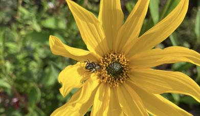 Bievennlig blomst.