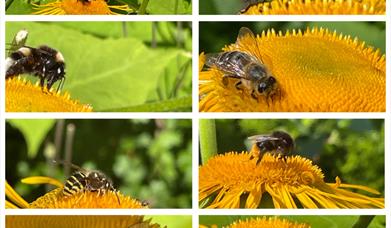 Insekter i min hagen