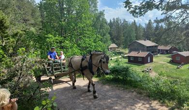 Med hest og vogn i marka