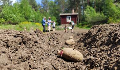 Sette poteter på Basolstua