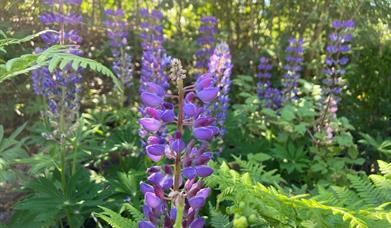 Fremmede arter som bør fjernes.