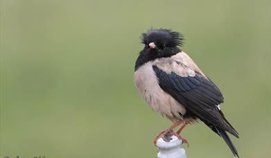 Rosenstær i praktdrakt