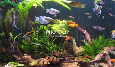 Akvarium