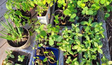 Planter til loppemarkedet
