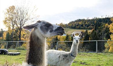 Hils på lamaene