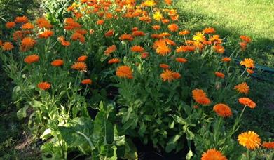 Blomster og plantesalg