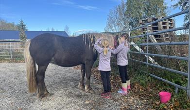 Pynting av hest