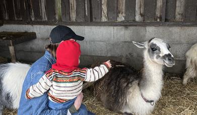 Hils på Lama