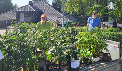 En hel tilhenger med tomatplanter, agurker, squash, paprika mm