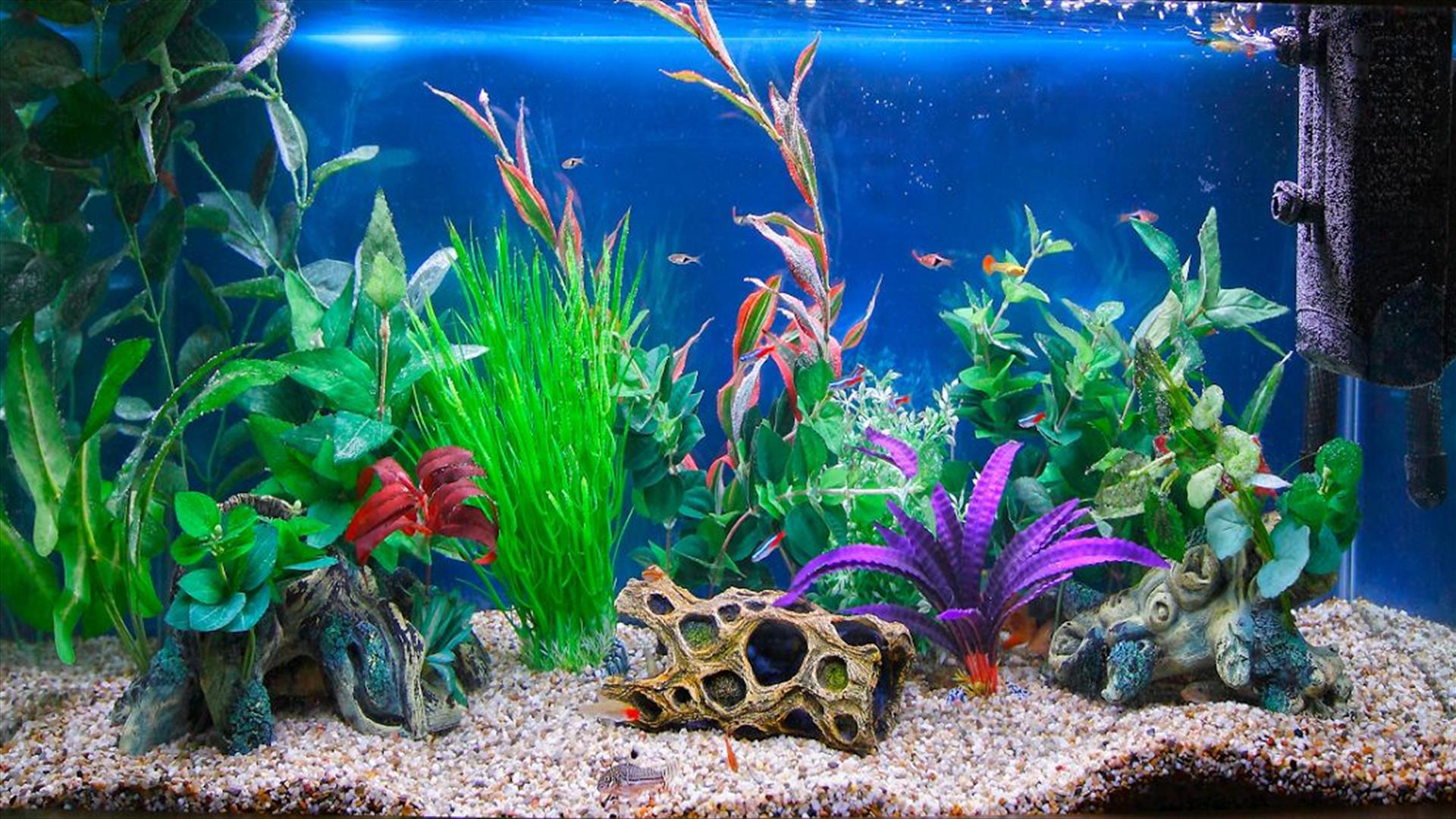 Akvarium i stua