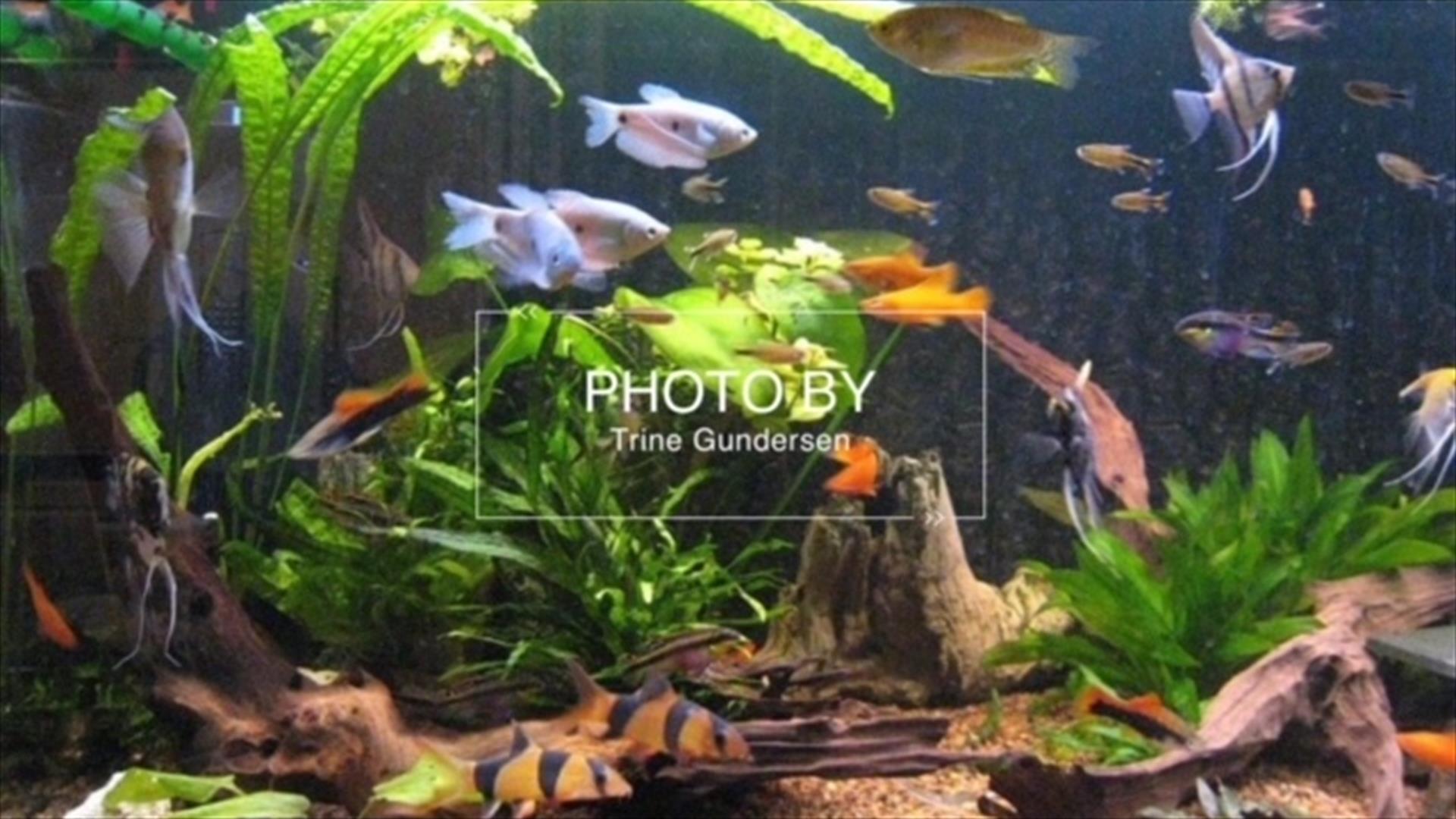 Akvarium