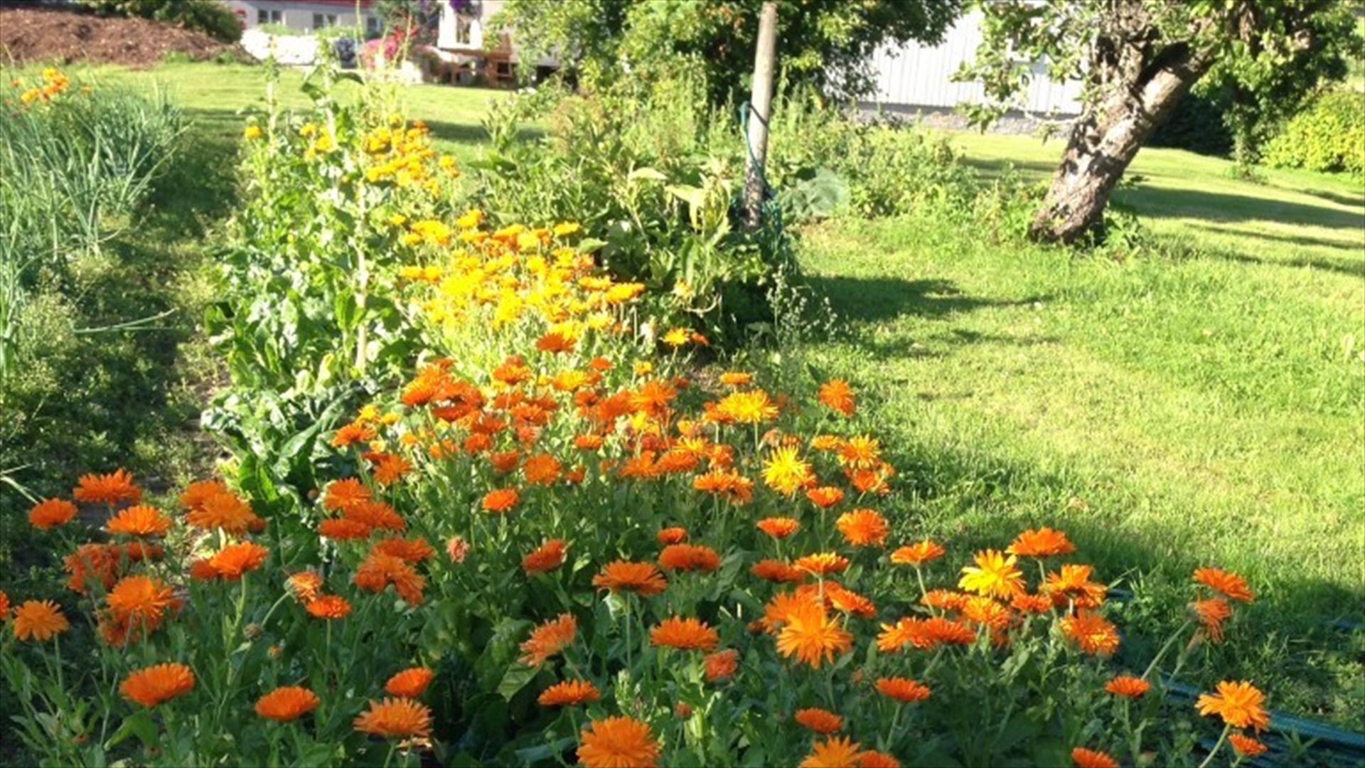 Blomster og plantesalg