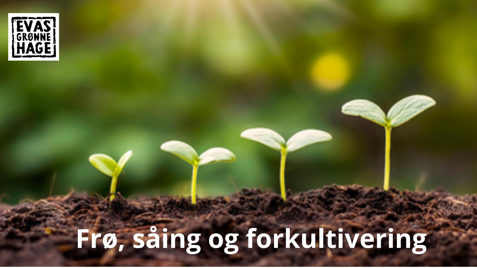 Dyrkeworkshop: Frø, såing og forkultivering