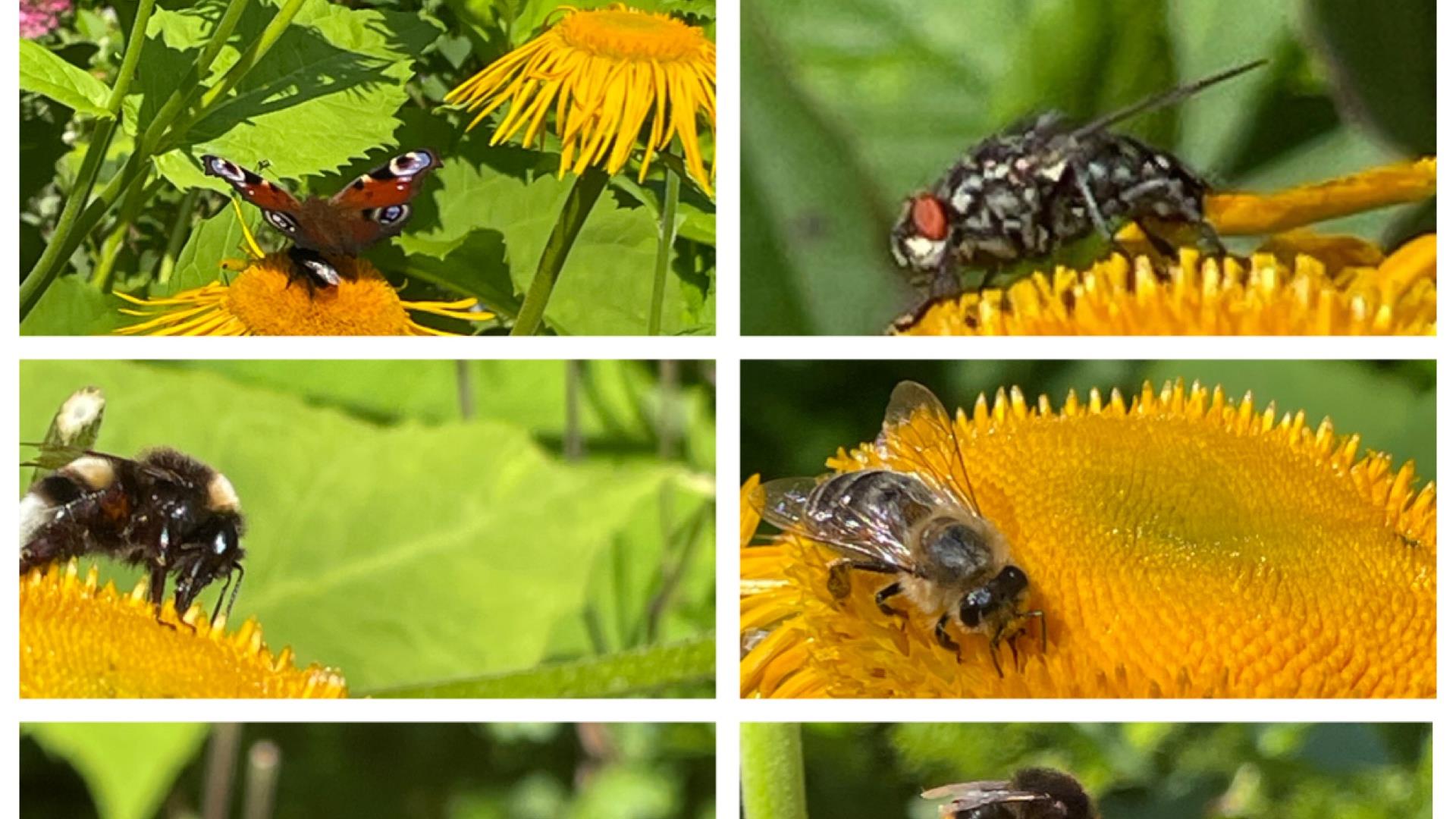 Insekter i min hagen