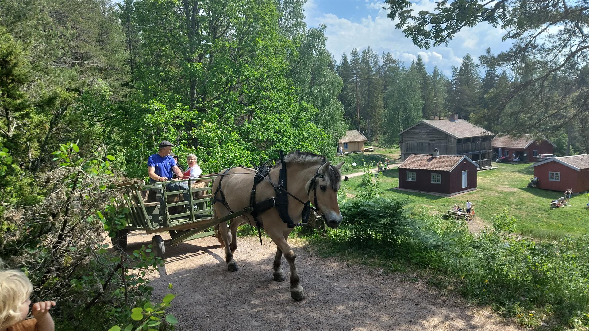 Med hest og vogn i marka