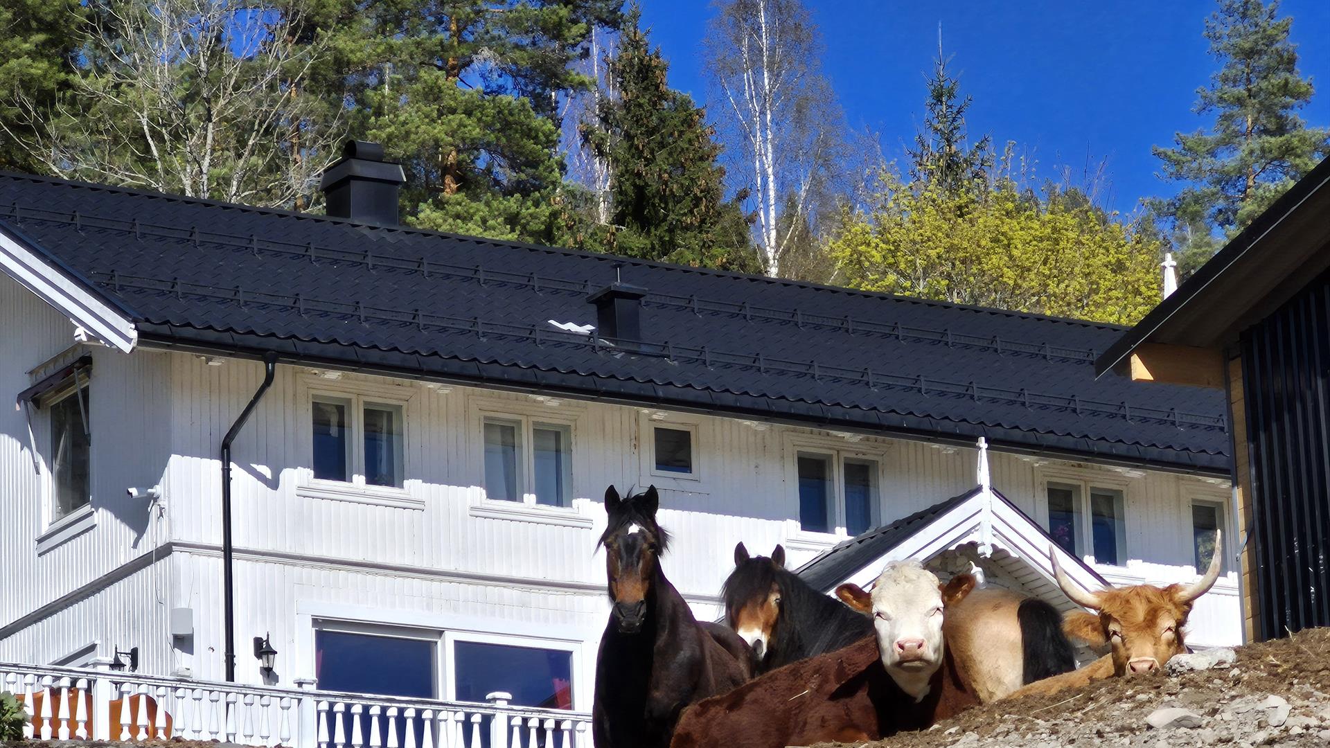 Noen av de flotte dyrene på Temte Gård