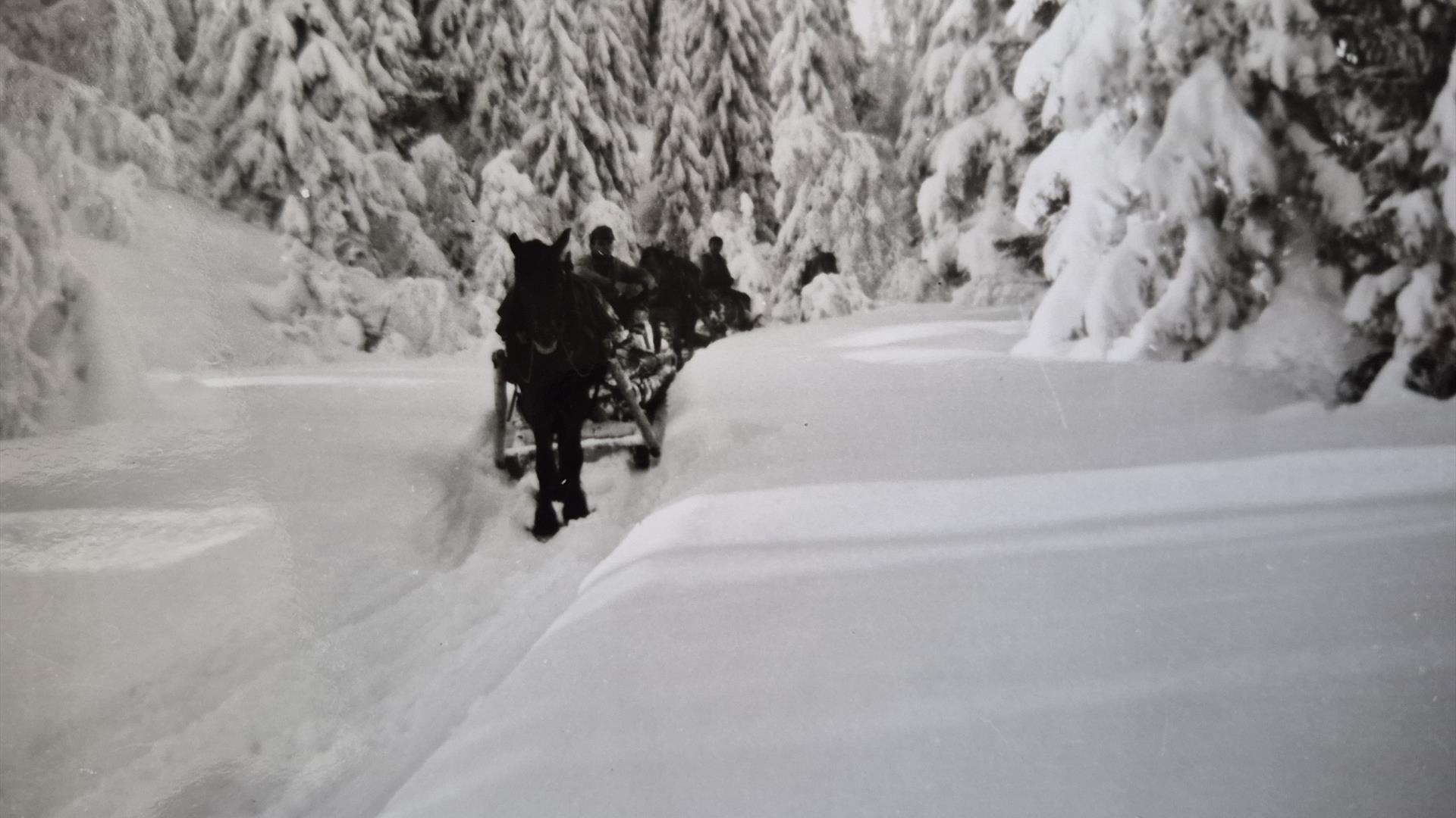 Skogsdrift