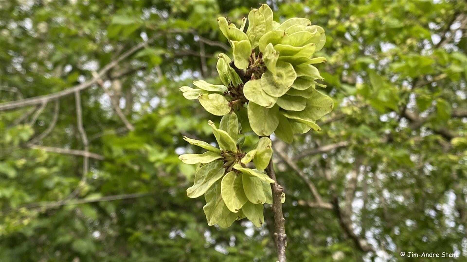 blomst