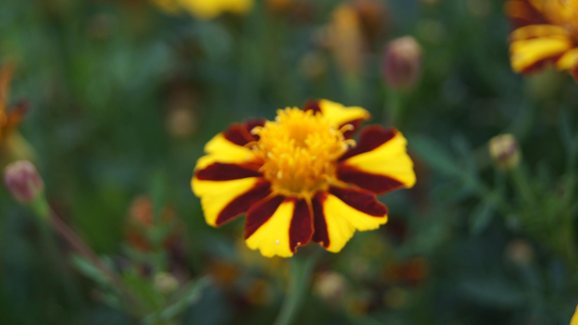 Fløyelsblomst