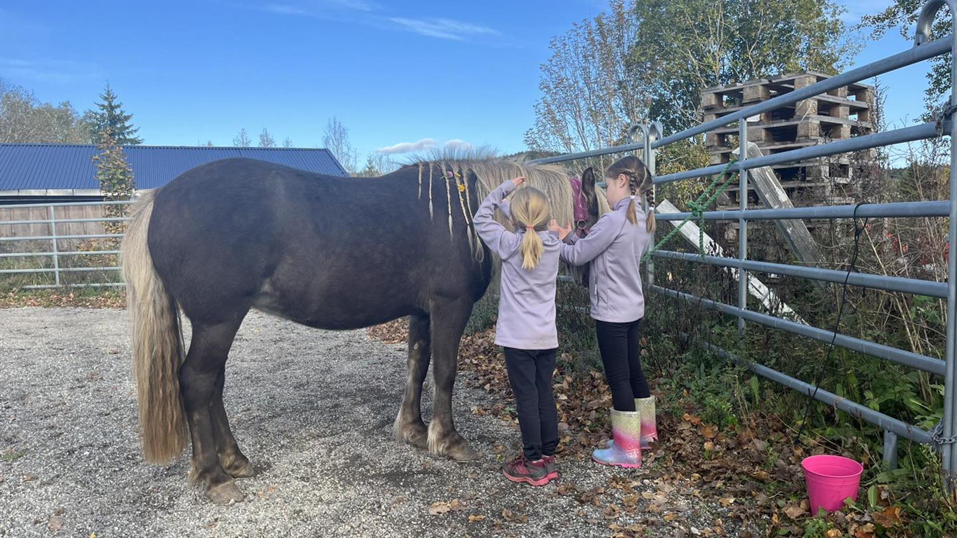 Pynting av hest