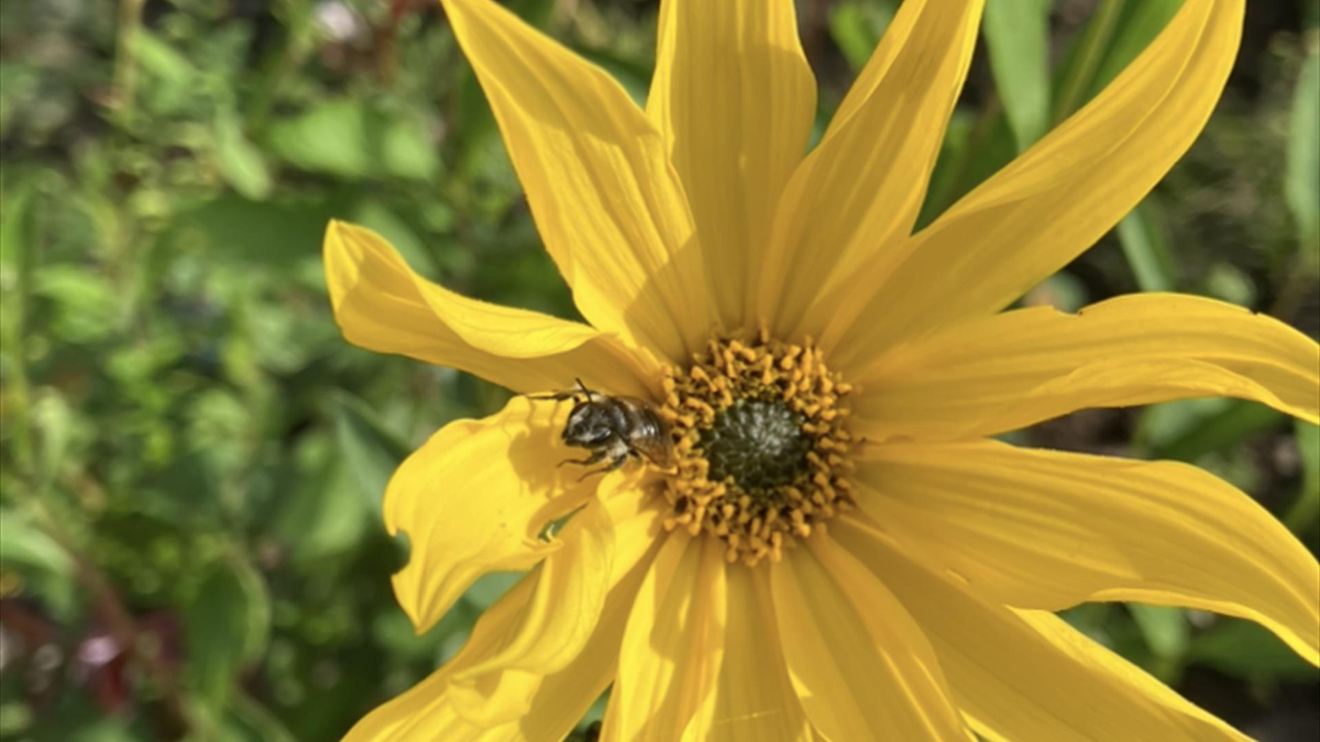 Bievennlig blomst.