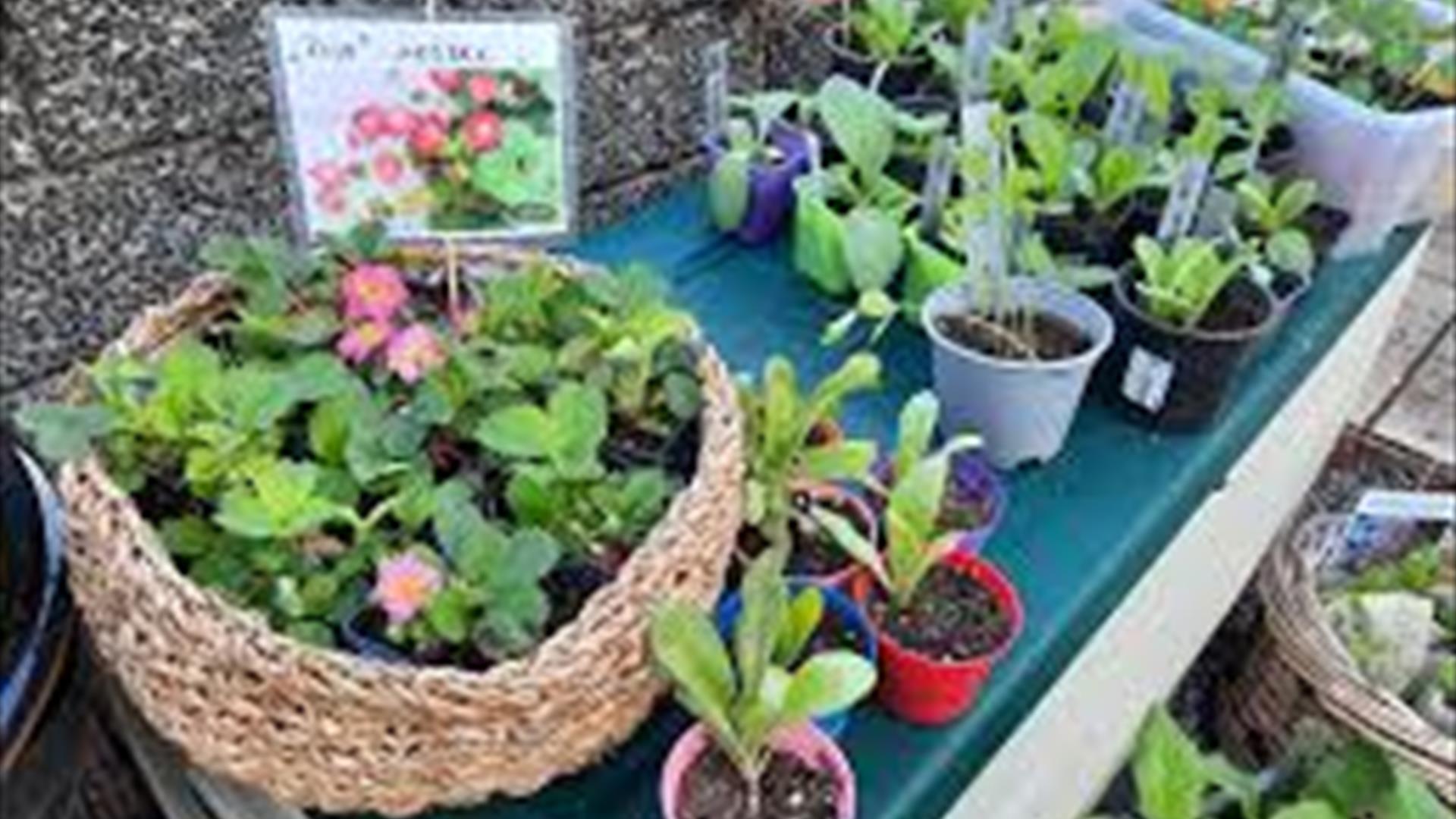 Planteloppemarked