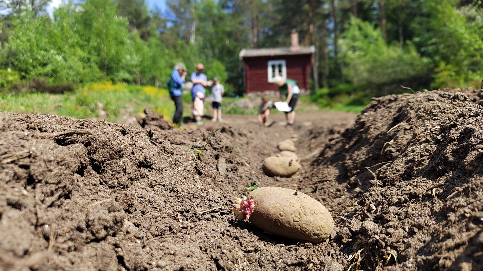 Sette poteter på Basolstua