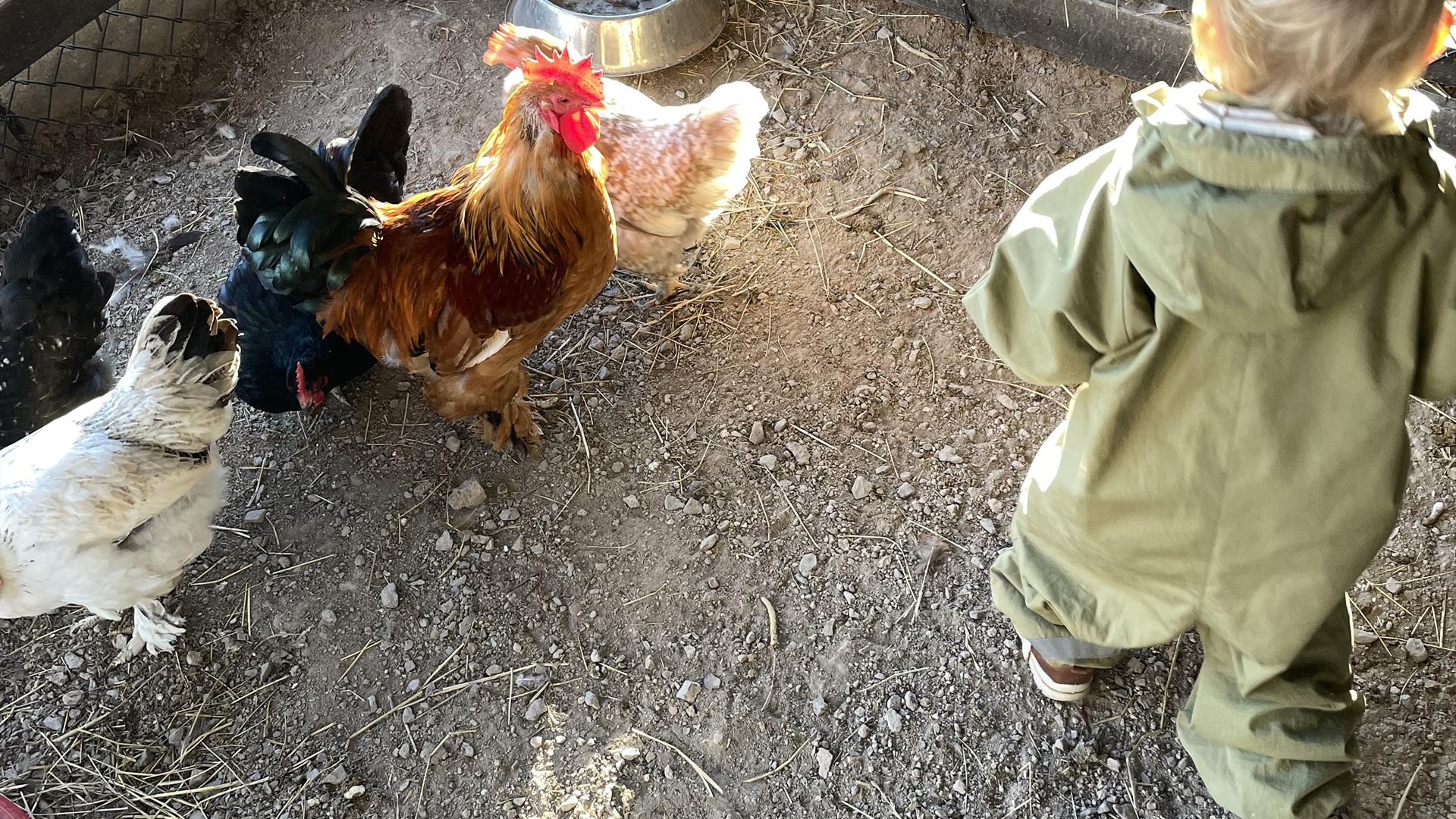 Hils på høner!