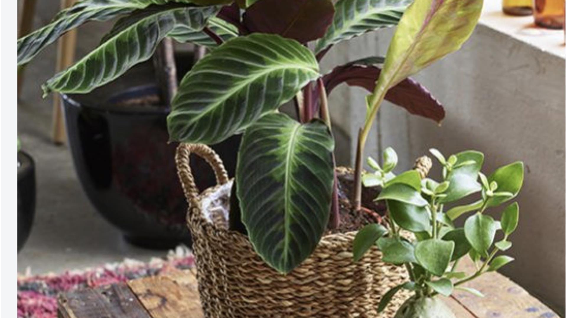 Inneplanter