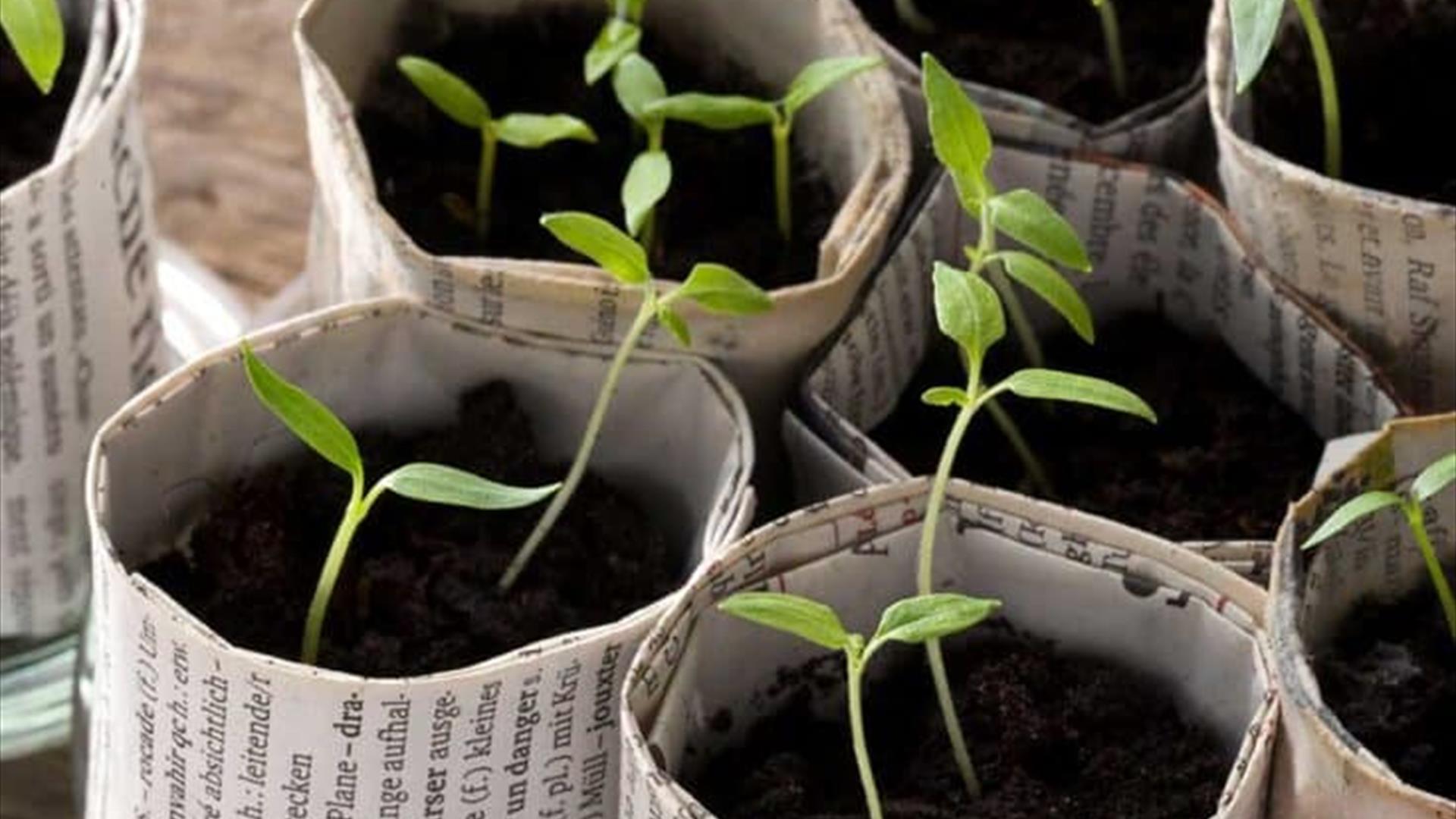 Plante