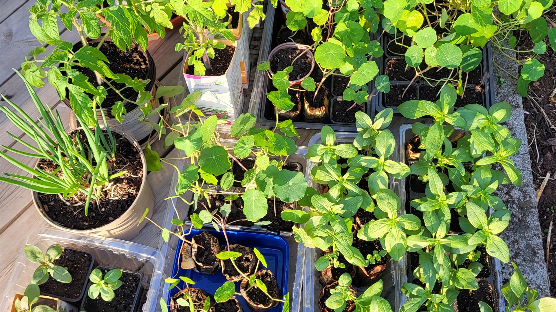 Planter til loppemarkedet