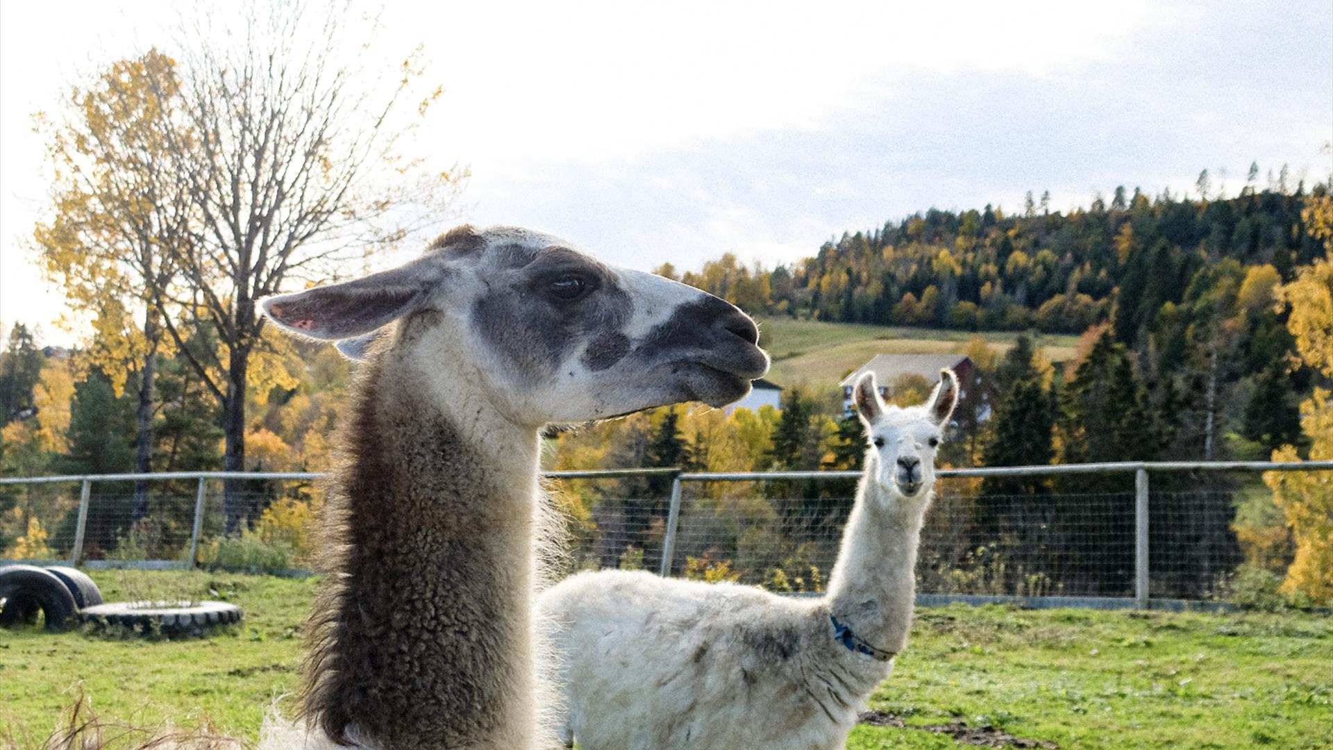 Hils på lamaene