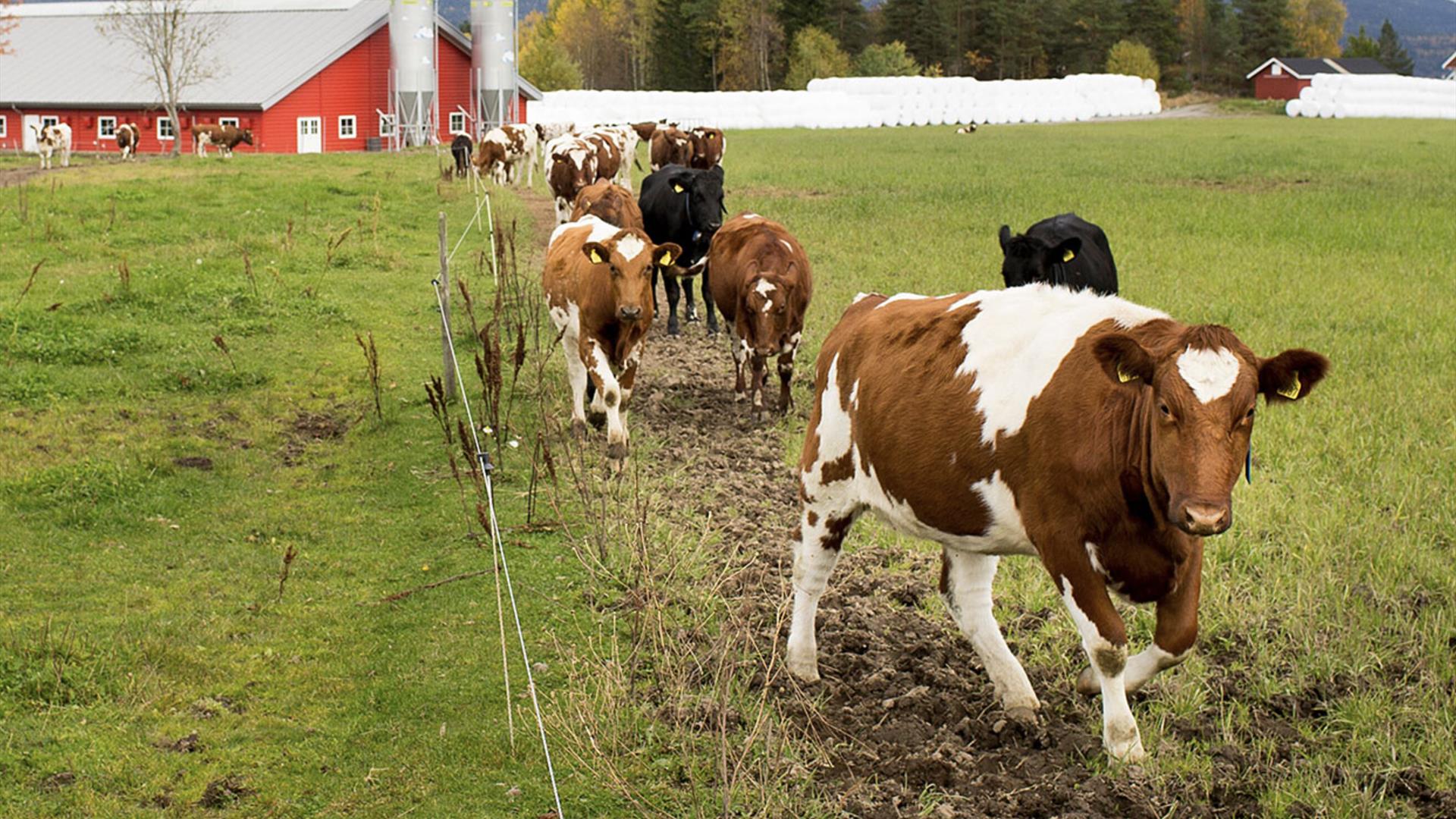 Eiker Gårdsysteri