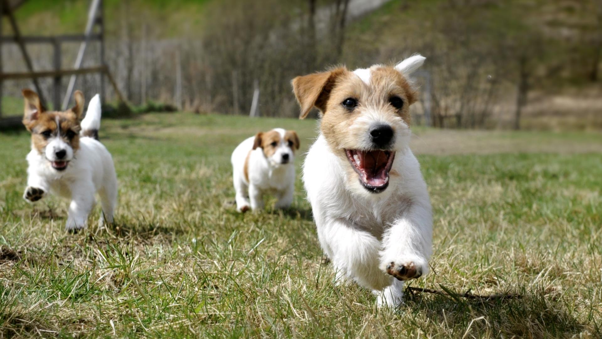 Hundepark, utstyrsbutikk, kurs, lokaler til leie