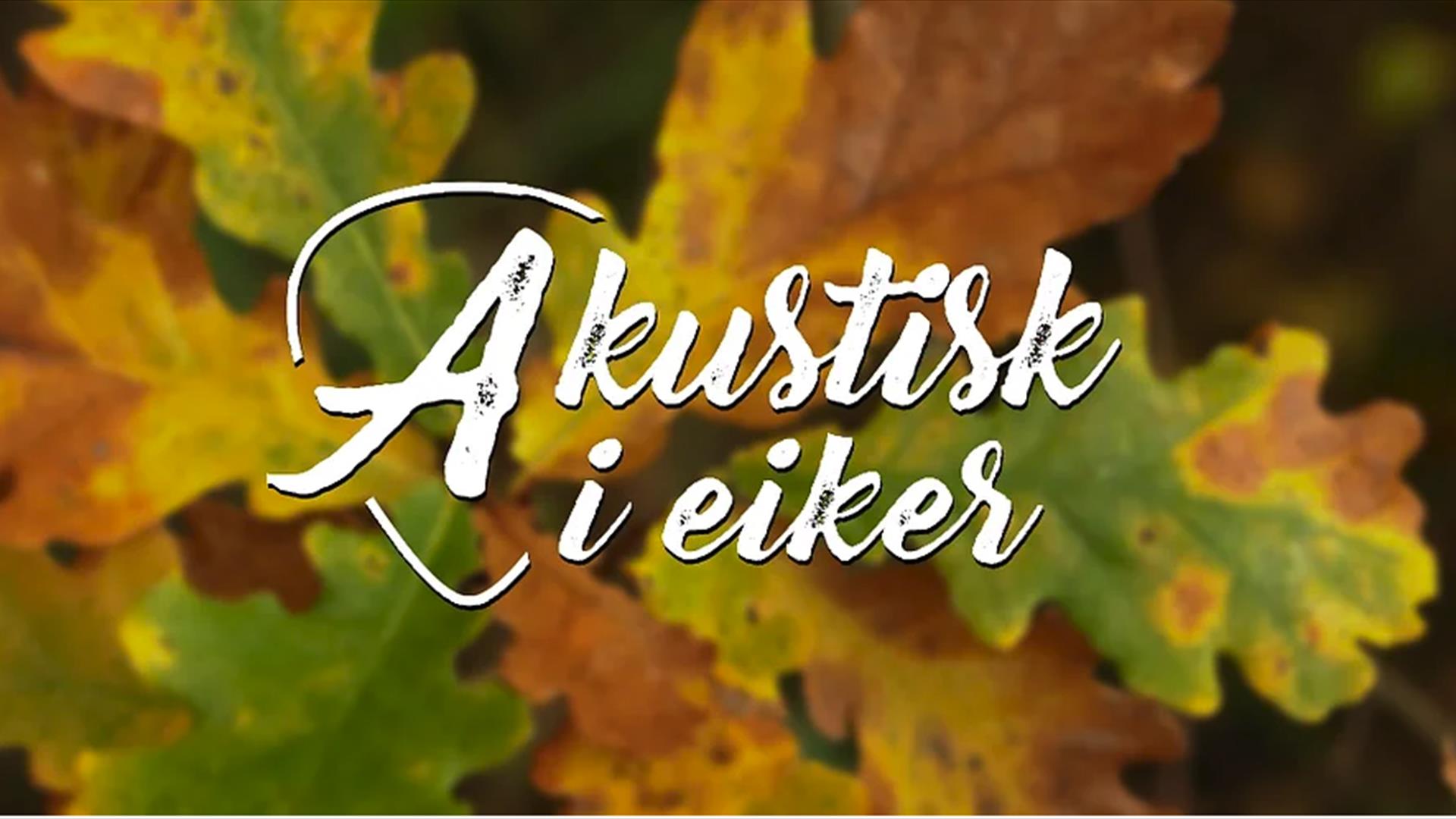 Akustisk i Eiker