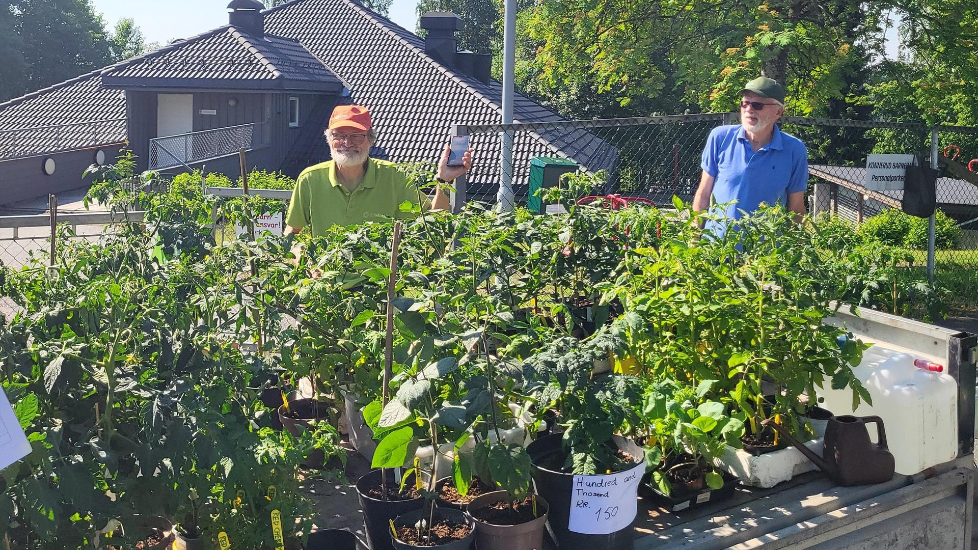 En hel tilhenger med tomatplanter, agurker, squash, paprika mm