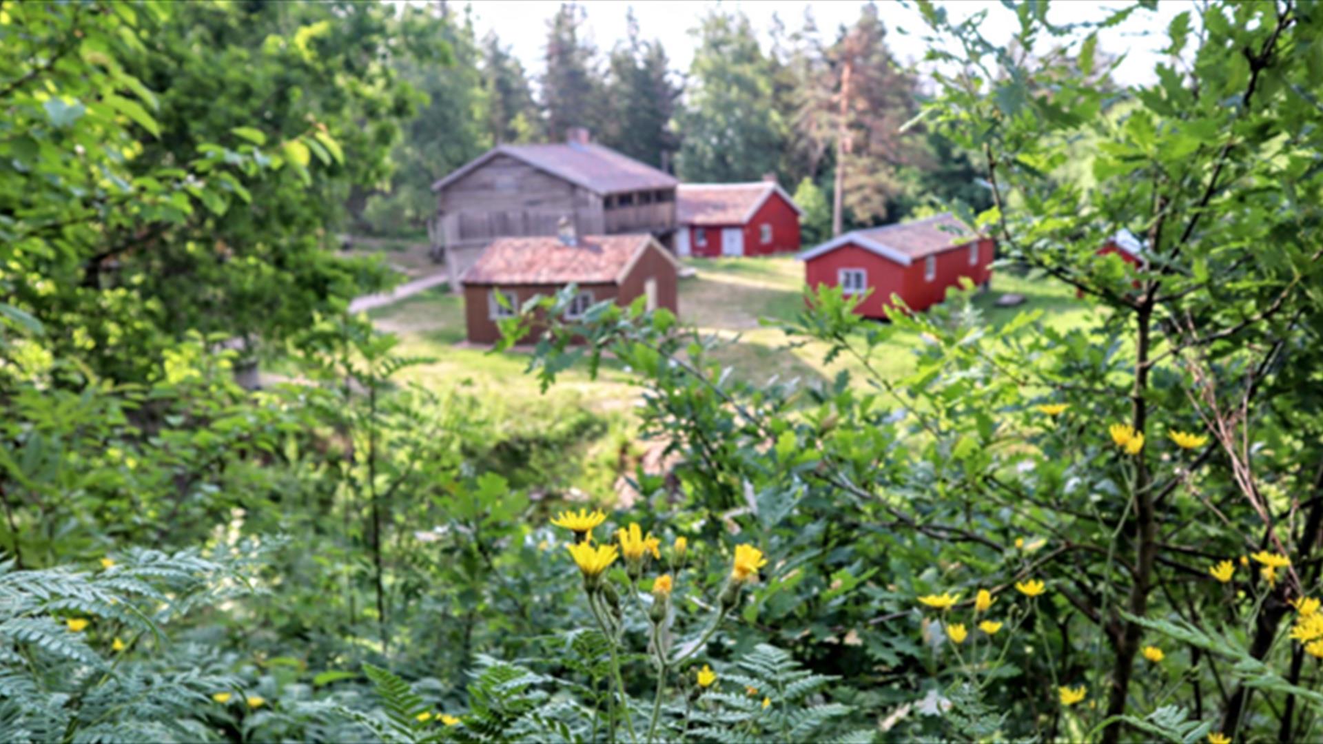 Slåttefest på Friluftsmuseet