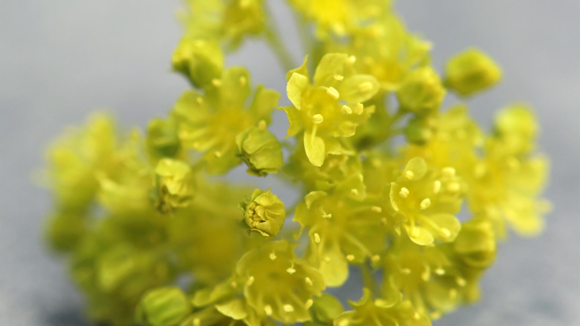 Lønneblomst