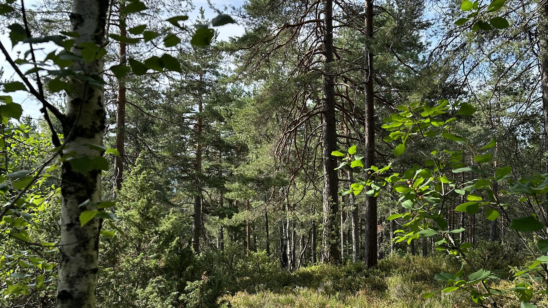 Ta vare på naturen