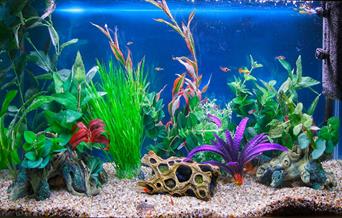 Akvarium i stua