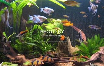 Akvarium