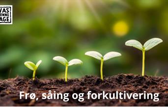 Dyrkeworkshop: Frø, såing og forkultivering