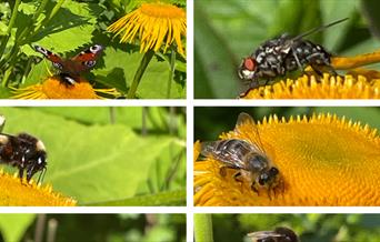 Insekter i min hagen