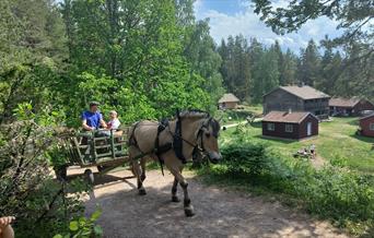 Med hest og vogn i marka