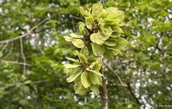 blomst