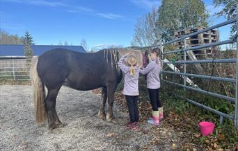 Pynting av hest