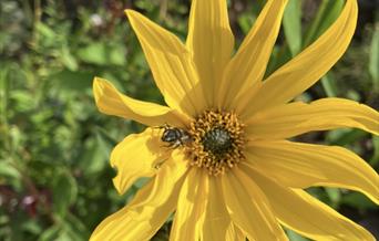 Bievennlig blomst.